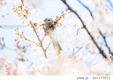 【ヒヨドリ】桜の蜜を食べに来たヒヨドリ 101172972