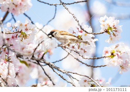【スズメ】桜を食べに来た雀 101173111