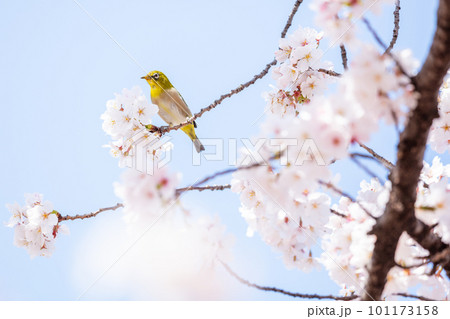 【メジロ】桜の蜜を食べに来たメジロ 【メジロ】桜の蜜を食べに来たメジロ 101173158