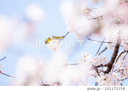 【メジロ】桜の蜜を食べに来たメジロ 【メジロ】桜の蜜を食べに来たメジロ 101173159