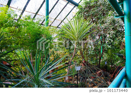 exotic plants grown in a large greenhouse of the botanical garden.  101173440