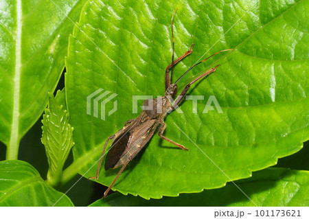 オオトビサシガメ オオトビサシガメ 101173621