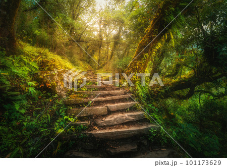 Stone steps in beautiful old tropical forest in fog at sunset 101173629