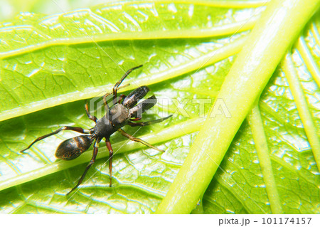 アリグモ（オス） 101174157