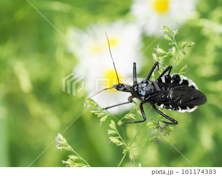 ヨコヅナサシガメ ヨコヅナサシガメ 101174383