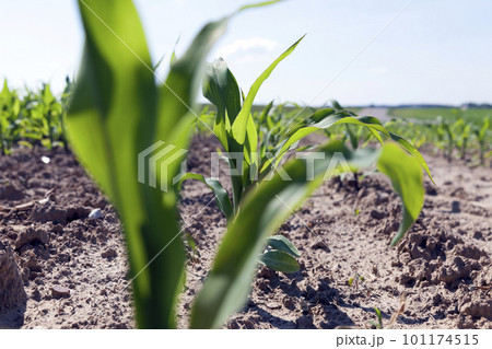small green corn sprouts in the summer small green corn sprouts in the summer 101174515