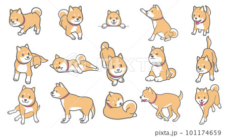 柴犬セットのベクターイラスト 101174659