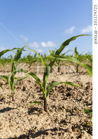 small green corn sprouts in the summer 101174725