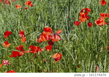 Red poppies on the field in the summer 101174870