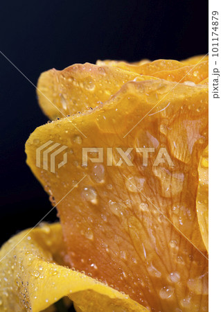 close up of one yellow rose flower close up of one yellow rose flower 101174879