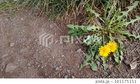 道端のタンポポ 101175111