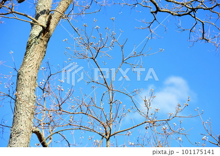 ナンキンハゼの実 ナンキンハゼの実 101175141