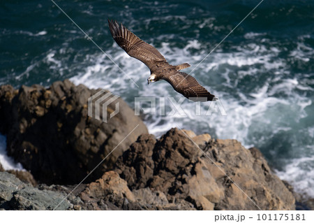 秋期、岬を飛翔するミサゴ03 秋期、岬を飛翔するミサゴ03 101175181