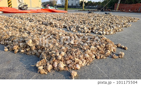 屋外 野外 アウトドア 101175504