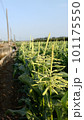 農耕 農業 野菜 101175550