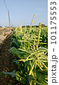 農耕 農業 野菜 101175553