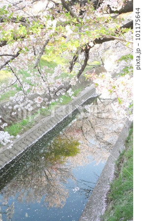 水面に揺れる桜 101175644