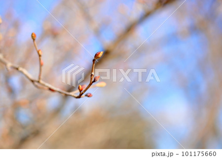 トサミズキの花芽 トサミズキの花芽 101175660