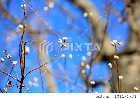 ナンキンハゼの実 101175771