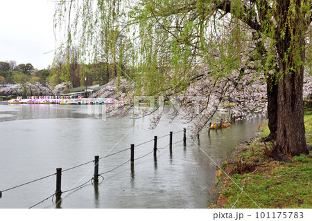 雨でスワンボートも中止になった不忍池 101175783