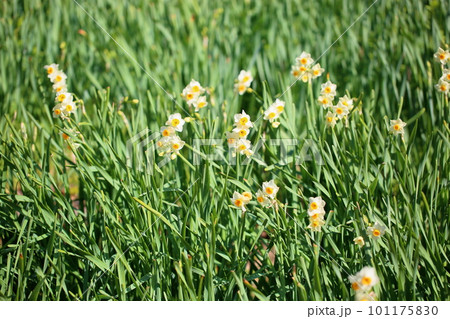 満開 爽やか 水仙の花 満開 爽やか 水仙の花 101175830