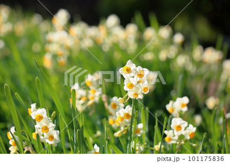 満開 水仙の花 満開 水仙の花 101175836