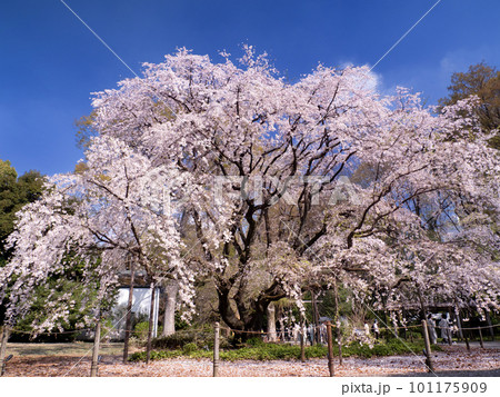 満開の六義園のシダレザクラ 東京都 満開の六義園のシダレザクラ 東京都 101175909