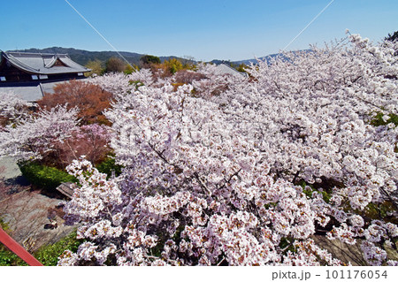 青龍殿 将軍塚 青龍殿 将軍塚 101176054