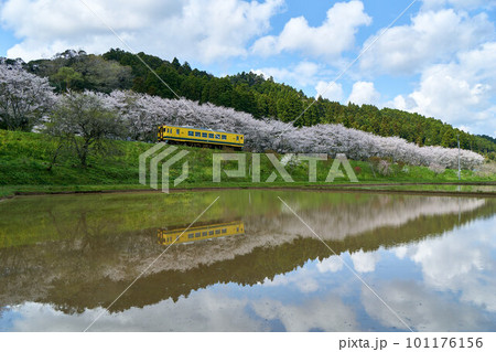 桜並木と菜の花列車の田んぼリフレクション　いすみ鉄道　新田野ストレート 101176156