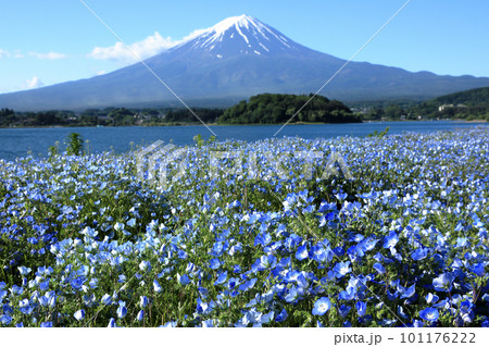 ネモフィラ咲く春の河口湖大石公園と富士山　山梨県河口湖町 101176222
