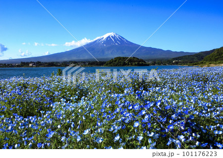 ネモフィラ咲く春の河口湖大石公園と富士山　山梨県河口湖町 101176223