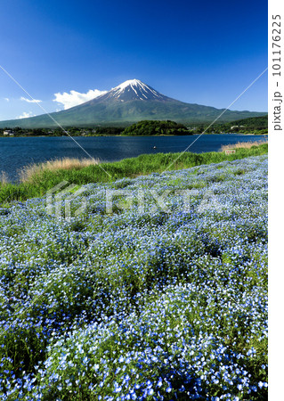 ネモフィラ咲く春の河口湖大石公園と富士山　山梨県河口湖町 101176225