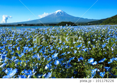 ネモフィラ咲く春の河口湖大石公園と富士山　山梨県河口湖町 101176226