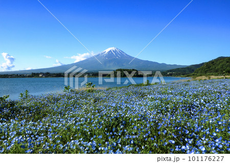 ネモフィラ咲く春の河口湖大石公園と富士山　山梨県河口湖町 101176227