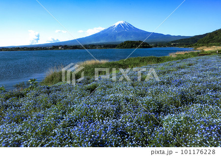 ネモフィラ咲く春の河口湖大石公園と富士山　山梨県河口湖町 101176228