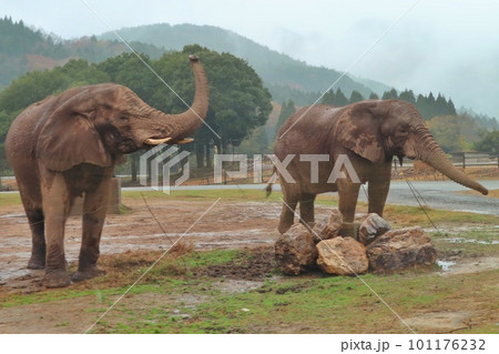 仲良しアフリカゾウ 101176232