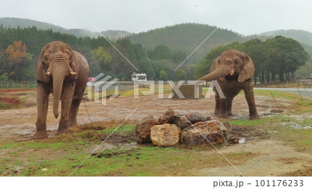 仲良しアフリカゾウ 101176233