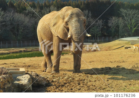 アフリカゾウ 101176236
