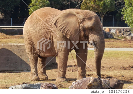 アフリカゾウ 101176238