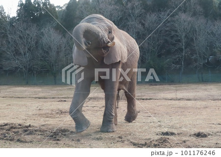鼻を上げるアフリカゾウ 鼻を上げるアフリカゾウ 101176246