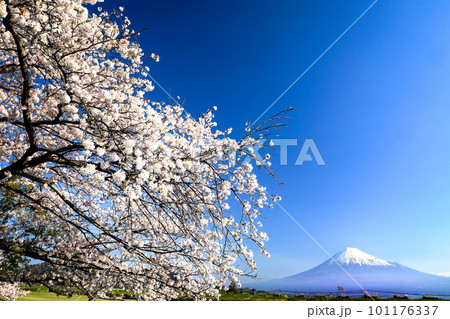 満開の桜と富士山の絶景の日本の春の風景 満開の桜と富士山の絶景の日本の春の風景 101176337
