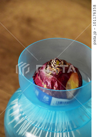 ヒヤシンスの水栽培　アップ 101176358