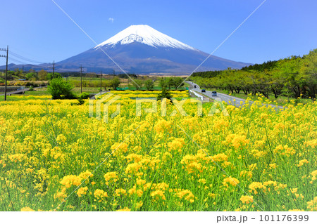 菜の花畑から望む富士山(富士裾野パノラマロード) 菜の花畑から望む富士山(富士裾野パノラマロード) 101176399