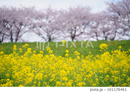 桜と菜の花のある風景 101176461