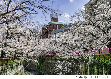 東京都 目黒川 上流 満開の桜 東京都 目黒川 上流 満開の桜 101176554
