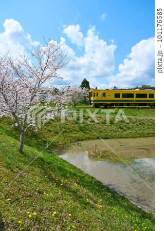桜咲く里山と菜の花列車　いすみ鉄道　城見が丘駅付近 101176585