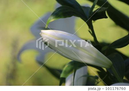 ユリの花の花言葉は「純粋」「無垢」 ユリの花の花言葉は「純粋」「無垢」 101176760