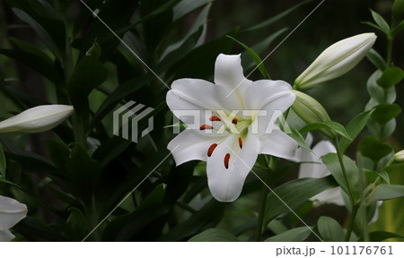 ユリの花の花言葉は「純粋」「無垢」 ユリの花の花言葉は「純粋」「無垢」 101176761