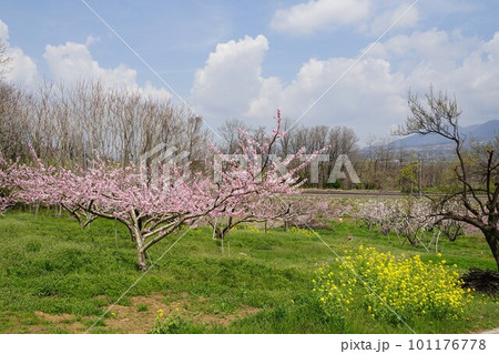 山梨県韮崎市のJR中央本線穴山駅新府駅間の桃の畑の風景 101176778