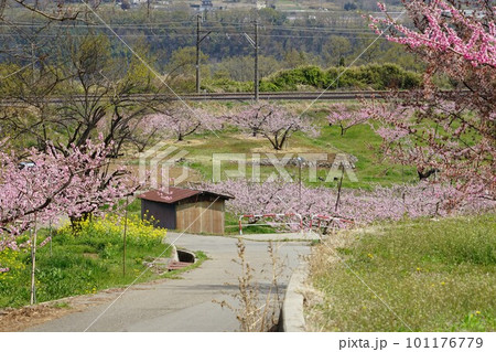 山梨県韮崎市のJR中央本線穴山駅新府駅間の桃の畑の風景 山梨県韮崎市のJR中央本線穴山駅新府駅間の桃の畑の風景 101176779
